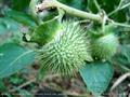 Datura inoxia
